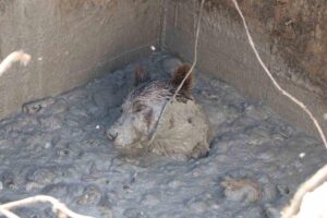 Bolu’da aç kalan bozayı, ormandan inerek tavuk çiftliğinde yiyecek ararken