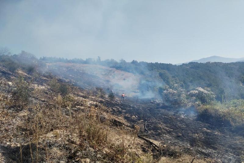 Zonguldak’ın Alaplı ilçesinde çıkan yangında 10 dönümlük fındık bahçesi yandı.