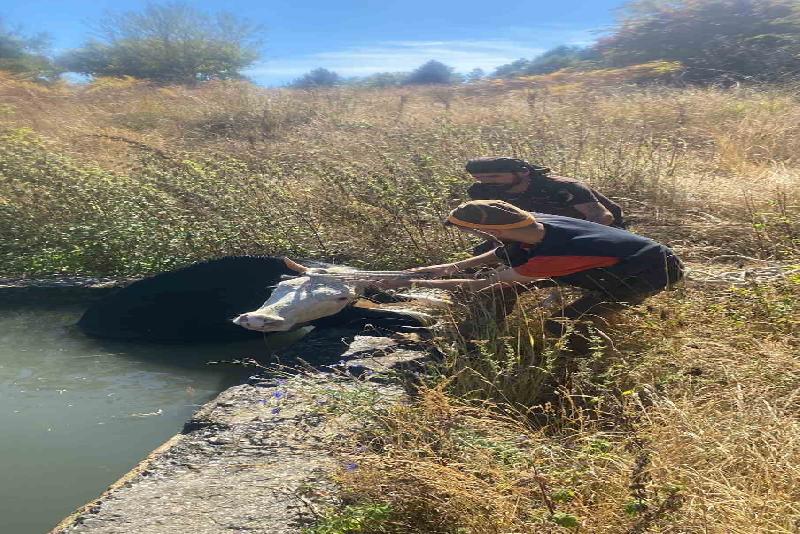 Havuza düşen ineğin yardımına orman işçileri koştu Karabük’te sulama havuzuna düşen inek, orman işçileri tarafından boynuzuna bağlanan