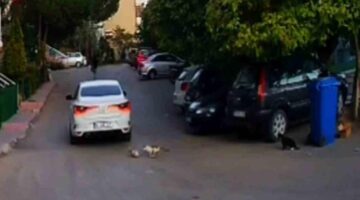 Otomobilin ezdiği kedinin yardımına diğer sokak kedileri koştu