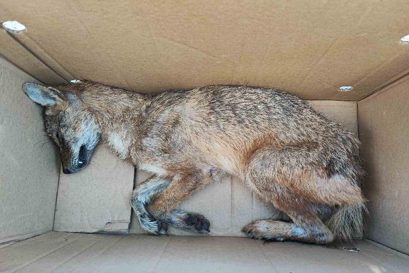 Kastamonu’nun Cide ilçesinde vatandaşlar tarafından yaralı halde bulunan çakal, tedavi