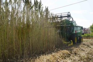 Kastamonu’da zamanla teknolojinin gelişmesi sebebiyle ekimine ara verilen ve 30