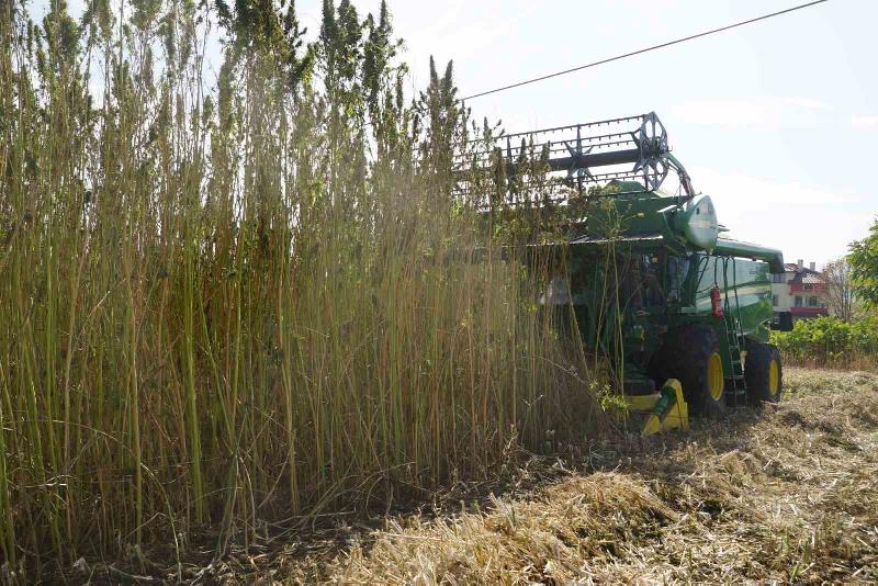 Kastamonu’da zamanla teknolojinin gelişmesi sebebiyle ekimine ara verilen ve 30