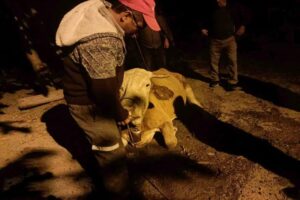 Kastamonu’nun Hanönü ilçesinde yaklaşık 50 metrelik uçuruma yuvarlanan büyükbaş hayvan,