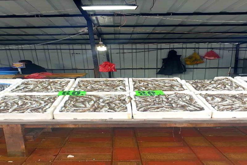 Zonguldak’ta hamsi ve mezgit balığı, kilosu 80 TL’den alıcı buluyor.