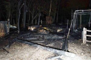 Kastamonu’nun Daday ilçesindeki bir çiftlikteki ahırda çıkan yangın sonucunda ana