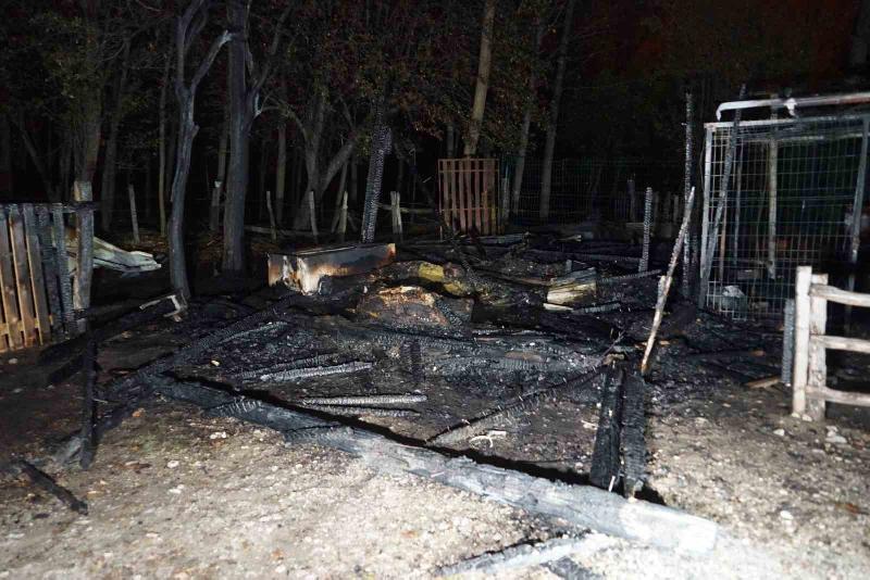 Kastamonu’nun Daday ilçesindeki bir çiftlikteki ahırda çıkan yangın sonucunda ana