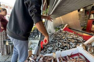 Karadeniz’de bol olarak avlanan hamsi, Düzce’de kilosu 50 liradan alıcı