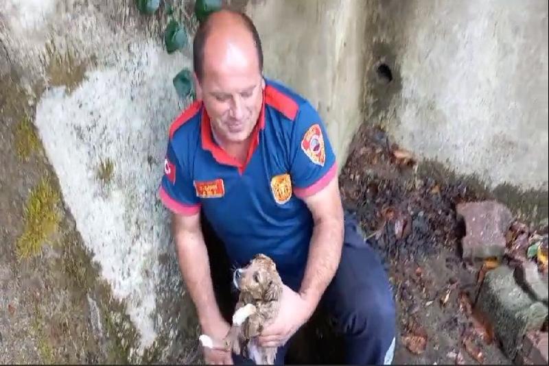 Yağmur giderine sıkışan yavru köpeği itfaiye kurtardı Zonguldak’ın Kozlu ilçesinde yağmur giderine sıkışan yavru köpeği itfaiye ekipleri