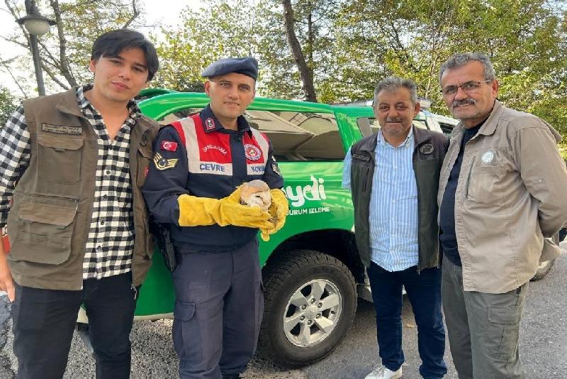 Yaralı baykuşa jandarma şefkati Zonguldak’ın Çaycuma ilçesinde yaralı halde bulunan yavru baykuş, tedavi için