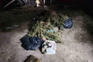 Karabük’te jandarma ekiplerinin düzenlediği operasyonda ahşap baraka içerisinde ve çevresinde