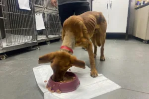 Zonguldak’ta aldığı darbe sonucunda alt çenesi alınarak hayata tutunan sokak