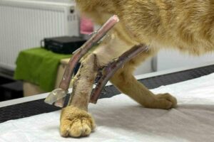 Zonguldak’ta aracın çarptığı sokak kedisi esnafın desteğiyle tedavi altına alındı.