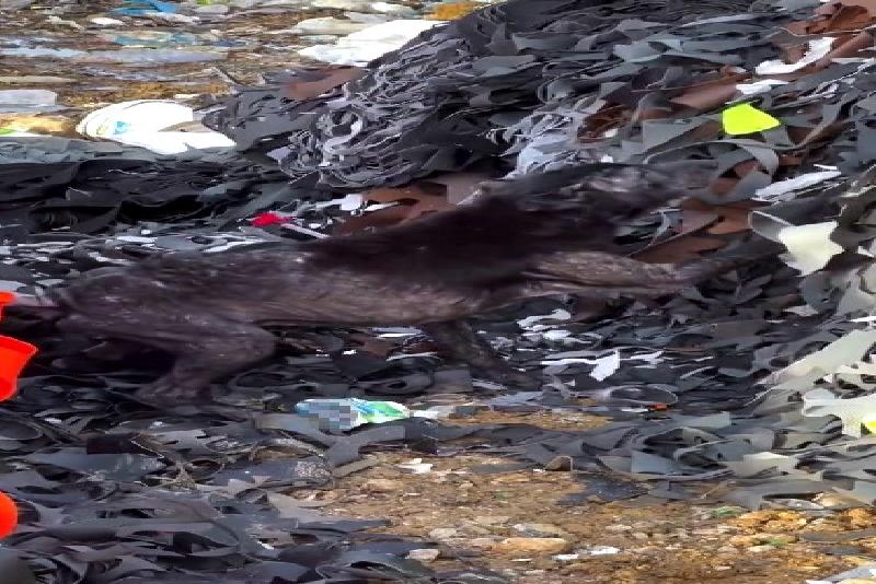 Bartın’da ayağına atık lastik parçaları dolanan bir köpeğin yardımına hayvanseverler