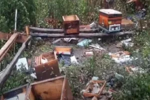 Kastamonu’nun İnebolu ve Cide ilçelerinde ayılar, kovanlara zarar vererek balları