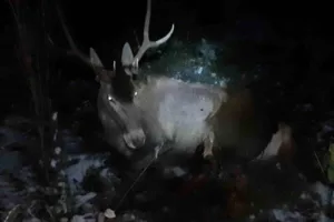 Bolu’nun Mudurnu ilçesinde minibüsün çarptığı geyik yaralandı. Yaralı geyik Doğa