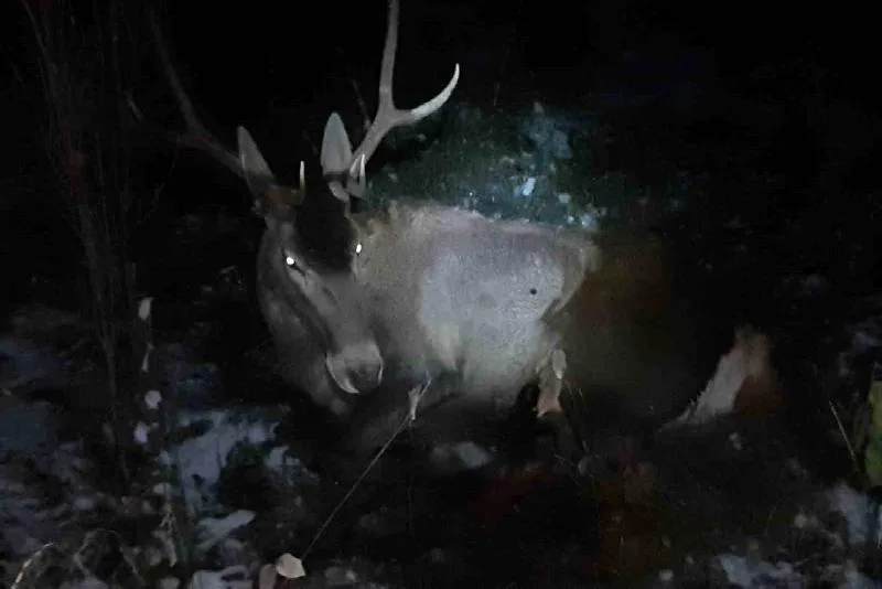 Bolu’nun Mudurnu ilçesinde minibüsün çarptığı geyik yaralandı. Yaralı geyik Doğa