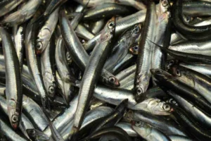 Bolu’da vatandaşların hamsiye ilgisi sürerken, balıkçılar denizdeki fırtınanın hamsi bolluğunu