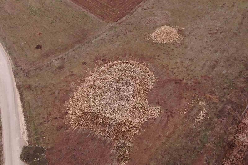 Kastamonu’nun Devrekani ilçesinde, çiftçiler tarafından üretilen tonlarca şeker pancarları, fabrikanın