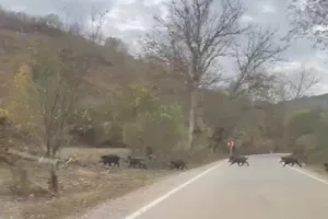 Karabük’ün Eskipazar ilçesinde 50 yaban domuzu sürüsü cep telefonuyla görüntülendi.