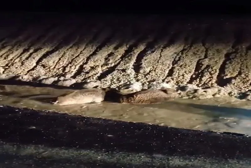 Domuz sürüsüne minibüs çarptı Bolu-Mudurnu karayolunda işçi servisi, önüne çıkan domuz sürüsüne çarptı. 3