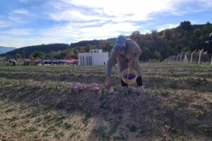 Karabük’ün Safranbolu ilçesinde "Markalaşma Yolunda Safran Projesi Tanıtımı" çerçevesinde safran