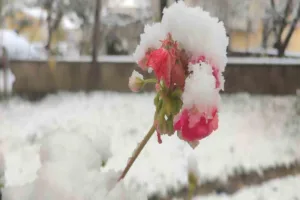 Yaklaşık iki haftadır sağanak yağış ve fırtınanın etkili olduğu Bartın’da