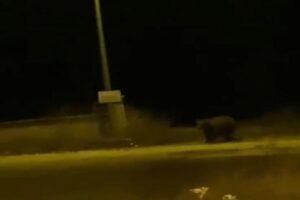 Kastamonu’da yemek ararken birbiriyle karşılaşan iki ayının birbirine seslenmesi, bir