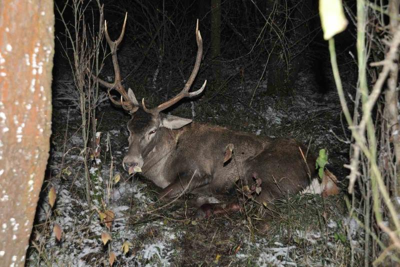 Kaza ölen kızıl geyik tahnit olarak sergilenecek Bolu’nun Mudurnu ilçesinde minibüsün çarparak yaraladığı ve tedavi altına alınan