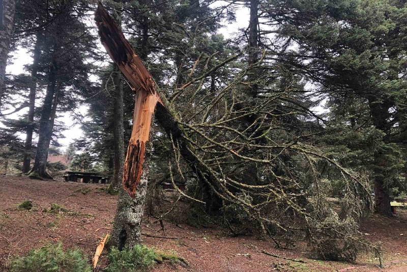 Lodos doğa harikası Gölcük Tabiat Parkı’nı yıktı geçti Bolu’nun doğa harikası Gölcük Tabiat Parkı’nda etkili olan lodos nedeniyle,