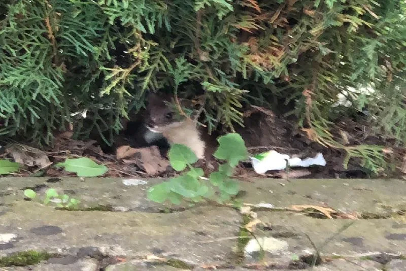 Nadir görülen gelincik Bolu’da kameraya yansıdı Bolu Abant İzzet Baysal Üniversitesi (BAİBÜ) kampüsünde dünyanın en küçük