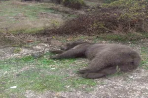 Bolu’nun Mudurnu ilçesinde otomobilin çarptığı bozayı telef oldu. Ayıya çarpan