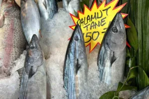 Karadeniz’de az da olsa görülmeye başlayan palamut, Düzce’de tezgaha indi.