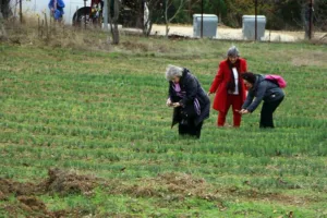 UNESCO Dünya Miras Listesi’nde yer alan Karabük’ün Safranbolu ilçesiyle özdeşleşen