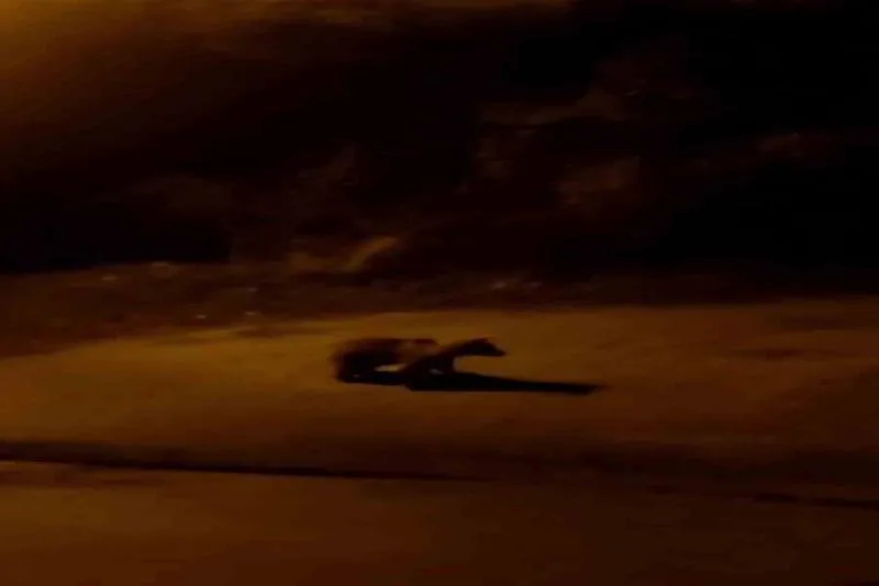 Şehir merkezine inen ayı ve yaban tavşanı kamerada Karabük’te şehir merkezine inen ayı ve yaban tavşanı cep telefonu