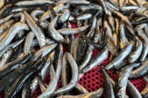 Karadeniz’de avlanma sezonu devam ederken, havaların sıcak seyretmesi sebebiyle hamsi