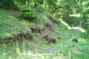 Son yıllarda yaşam alanlarından çıkarak yerleşim alanlarına girmeye başlayan ayılarla