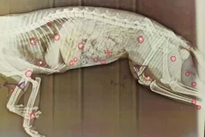 Kastamonu’da, komşusunun kedisini, civcivlerini yediğini iddia ederek av tüfeği ile