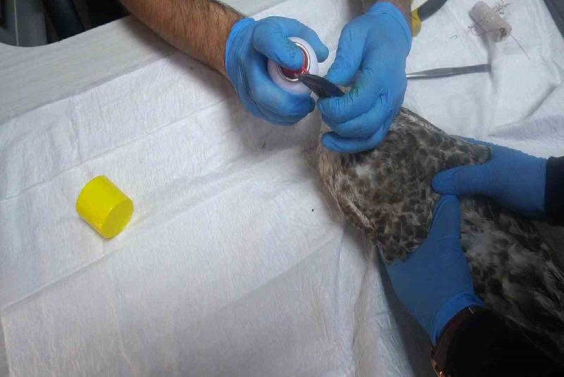 Zonguldak Limanı’nda vücuduna ve gagasına olta iğneleri batan gümüş martı