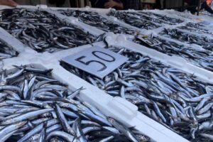 Zonguldak’ta tezgahlarda yerli hamsinin 50 TL satılmasının ardından vatandaşlar yoğun