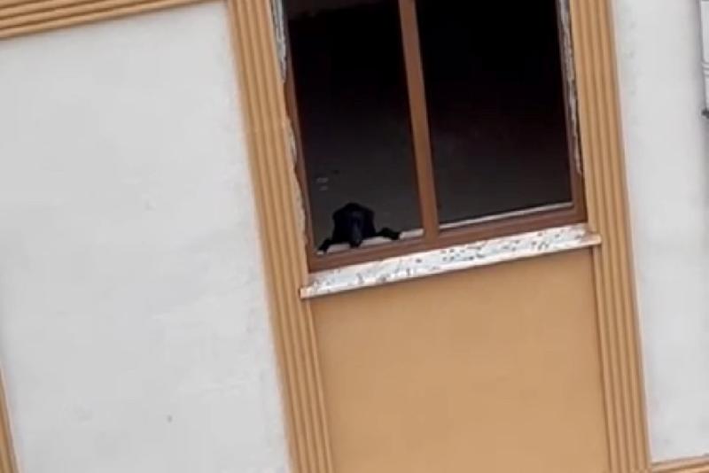Düzce’de savcılık kararı ile mühürlenen apartmanda mahsur kalan köpekler için