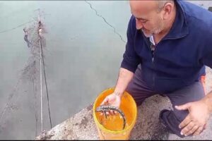 Nesli tehlike altında olduğu için yetiştirilerek Karadeniz’e salınan 2 mersin