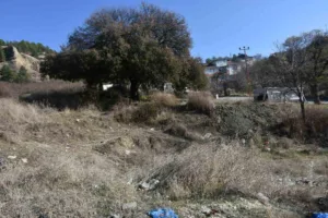 Kastamonu’nun Tosya ilçesinde 2022 yılında ’anıt ağaç’ olarak koruma altına