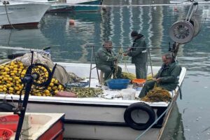 Zonguldak’ta balıkçılar limana 500 kilogram mezgitle demir attı. Zonguldak’ta havaların