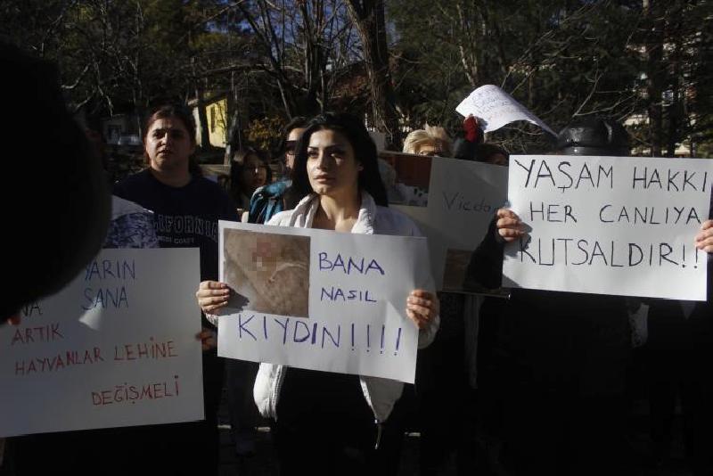 Kastamonu’da bir apartman dairesinde vahşice telef edilen kedi için hayvanseverler