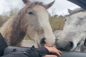 Bolu’da bir vatandaş, At Yaylası’nda aracıyla seyir halindeyken karşılaştığı yılkı
