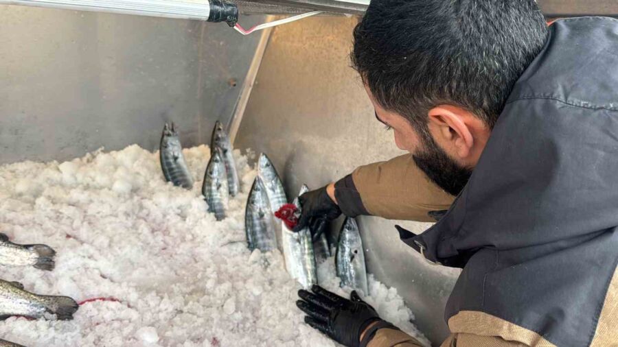Karadeniz Balıkçılarının Beklentisi: Palamut Tezgahlara İndi, Hamsi de Bol Olacak!