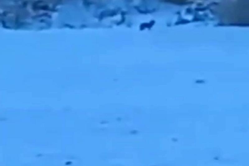 Bolu’da doğasever bir vatandaş orman yolunda kar manzarası çektiği esnada