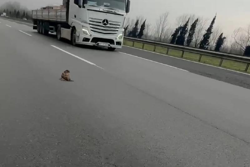 TEM Otoyolu Düzce geçişinde yol ortasında duran şahin vatandaşlar tarafından