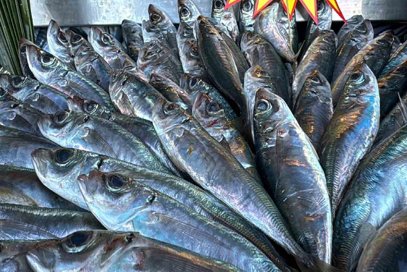 Düzce’de balık tezgahının en ucuz balığı istavritin babası olarak tabir